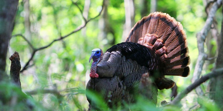 Poll: What’s the Farthest You’d Shoot at a Turkey?