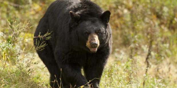Maine Bear Hunt: Anti Hunters Push Ban Even as Nuisance Complaints Increase