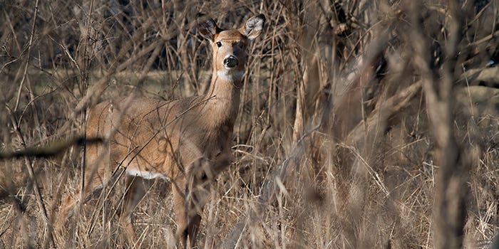 Source of Chronic Wasting Disease Outbreak Confirmed in Iowa