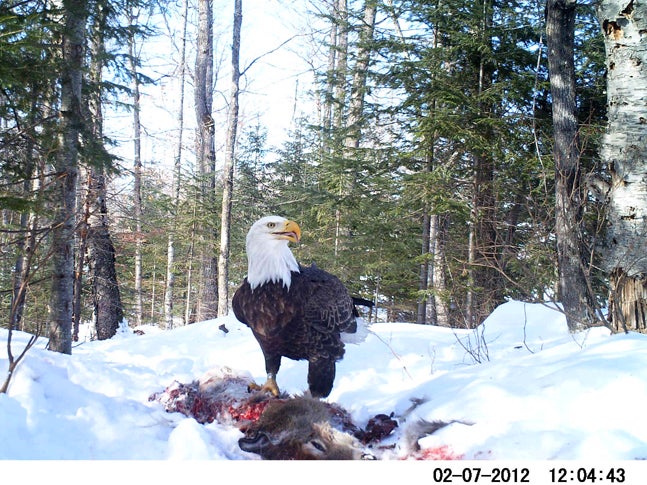 A wolf killed this deer the day before near the dorms at Conserve School. I put out my trail camera to see what creatures might come by to take advantage of the situation and caught this beautiful eagle.