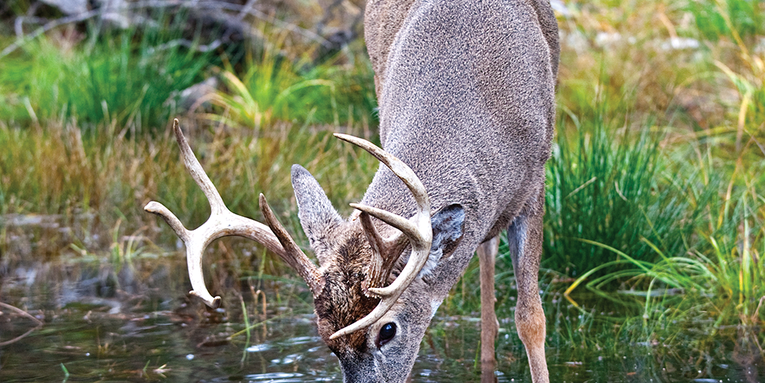 Top Five Early-Season Deer Hunting Spots