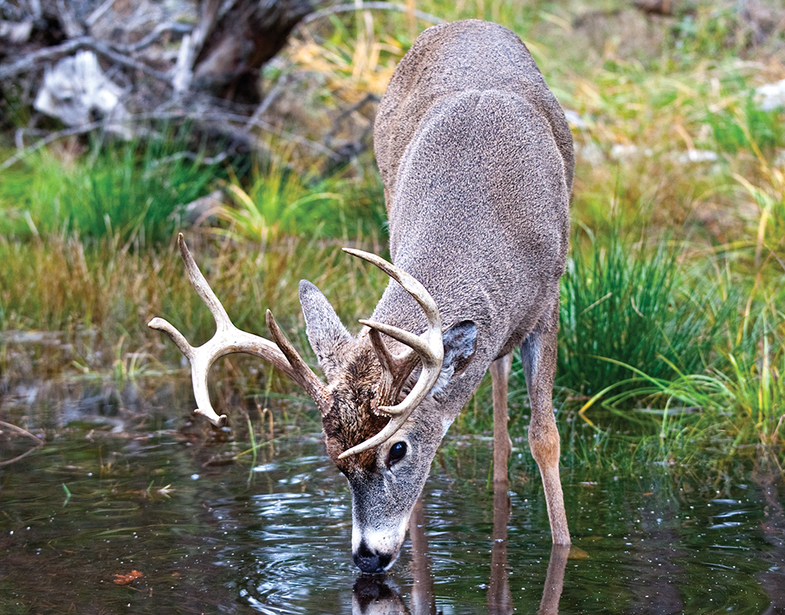 early-season deer spots