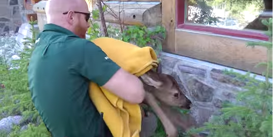 Video: Banff Wildlife Specialists “Scoop and Run” Calf Elk
