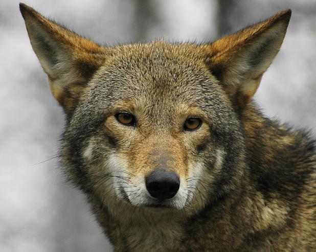 Judge Blocks Coyote Hunting in North Carolina Red Wolf Recovery Area