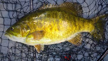 Three Can’t-Miss Tactics For Wary Postspawn Smallmouths