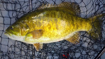 Three Can't-Miss Tactics For Wary Postspawn Smallmouths