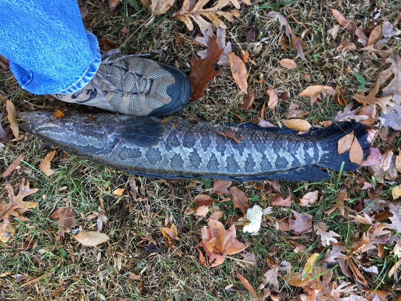 snakehead fishing, invasive species, Potomac River, Virginia