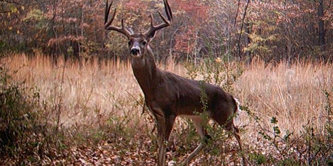 The 50 Best Photos From Field & Stream’s Fall Trail Cam Contest: Final Round