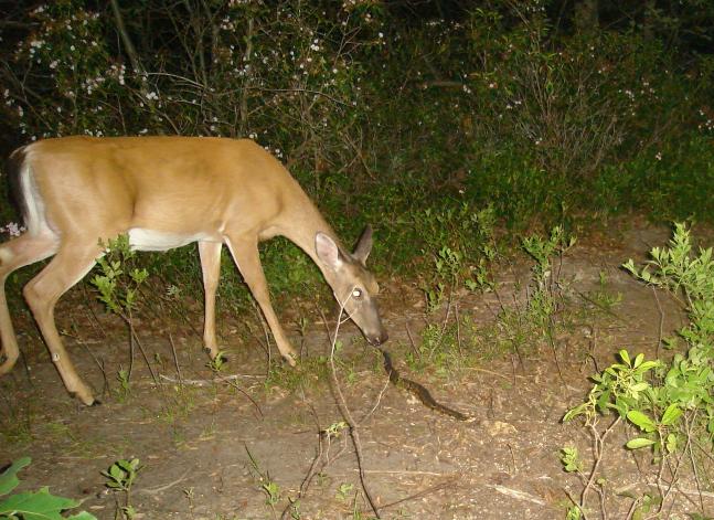 Doe sniffing the southern end of a northbound Rattlesanke