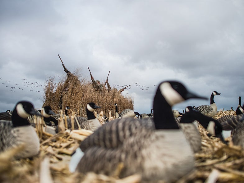 hunters in a brush blind shooting geese