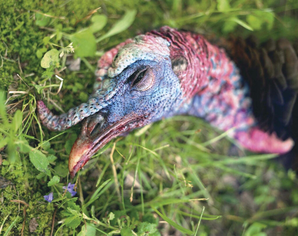 When a gobbler is sexually aroused or spooked, his head often turns white, a transformation that can be dramatic. The loss of color is due to the constriction of the muscles in the neck and head, which reduces blood flow to the face and wattle. But after the turkey has been killed, his muscles relax, blood returns, and the brilliant blues around the eyes and snood and the reds of the caruncles appear again. The crown, however, remains white. <strong>location</strong>: Caswell County, N.C.<br />
<strong>issue:</strong> April 2008