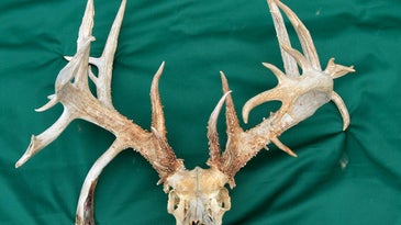 Big Buck Alert: 270-Class, 37-Point Whitetail Found in Missouri