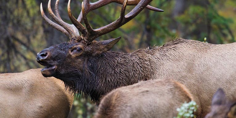 Four Killer Campsites for Public Land Elk Hunts