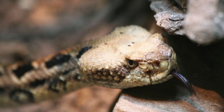 First Person in Pennsylvania Killed by Rattlesnake in 25 Years