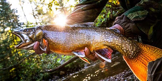 Get Ready for the Fall’s Best Trout and Salmon Fishing