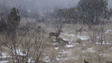 Texas Snowstorm Brings Out Mature Bucks