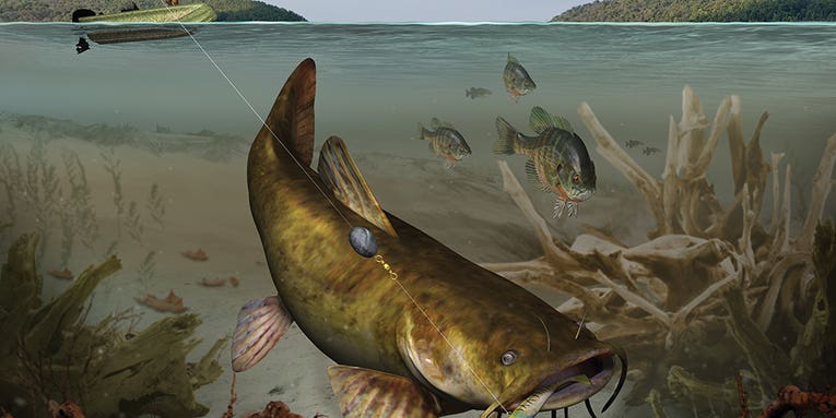 Smoke a Flattie: Tactics for Big Flathead Catfish