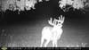 Big Buck, 10-Pointer, Summer Pattern, Deer Hunting, Scott Bestul