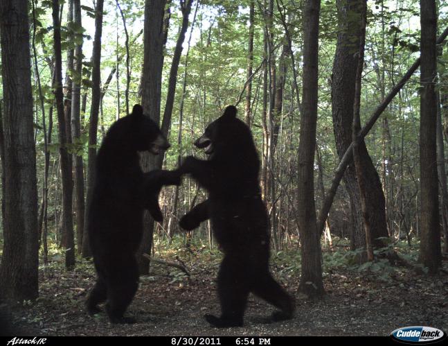 I setup my trail cam in a new location in hopes to find some bucks cruising the area. I was very surprised to see these two on there when I checked the camera. My buddies and I joke around that the two are having a dance party. I sent out an invitation for another one taking place on the first day of bear season. I showed up but they didn't. I guess their invitation got lost in the mail!