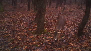 Still Some Surprises in the Northeast Deer Woods
