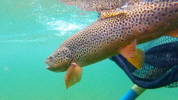 Which Trout Species Is Most Beautiful?