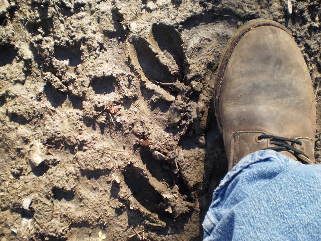 These deer tracks are compared to my size 12 boots!