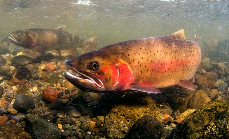 315,000  Lake Trout Culled in Yellowstone to Protect Native Cutthroat