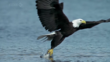 A Free Bird Fourth: Best Bald Eagle Videos