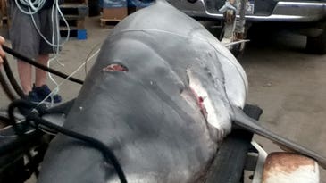 How Jason Johnston Caught What May Be The Largest Mako Ever