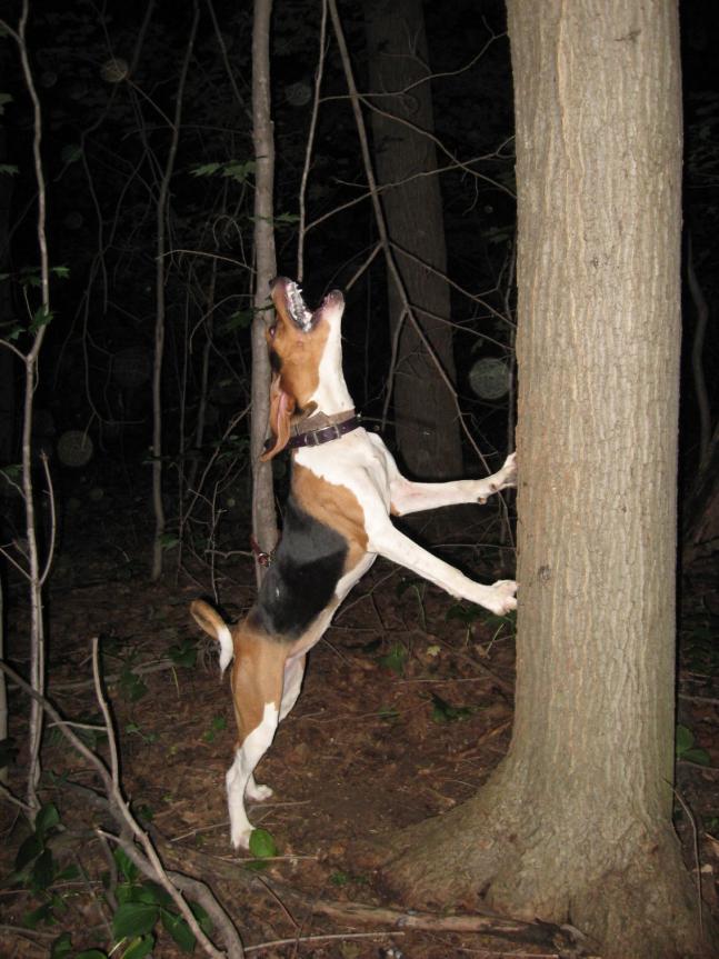 This is my young Treeing Walker Coonhound, Tanner. She made fast work of this coon's track and got him treed.