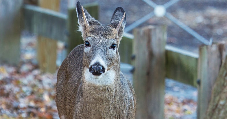 Missouri City Suspends Bowhunting, Lets Police Cull Overabundant Deer