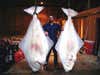 Two of the barn doors we landed during a crazy day of halibut fishing in Glacier Bay, Alaska. We were using squid and salmon heads. These two weighed in at 390 and 375 pounds. It was amazing!