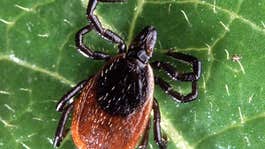 How Hunting Can Curb Lyme Disease, Part 1