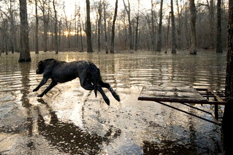 Cassie, a 4-year-old black Labrador retriever, leaps off a platform into shin-deep waters to retrieve ducks for owner Robert Chandler and members of Greentree Hunting Club in late January. With only two days left in the season, and unseasonably warm temperatures already pushing ducks north, club members hunted the flooded timber until unusually late in the day, calling aggressively to circling birds and splashing playfully to lure them down so that Cassie could do her part. "If you're having trouble spotting birds, just look to your dogs," photographer Bill Buckley says. "They see more than you do."
<br />
<strong>Location:</strong> Desha County, Arkansas<br />
<strong>Issue:</strong> September, 2011<br />
_ Photo by Bill Buckley_