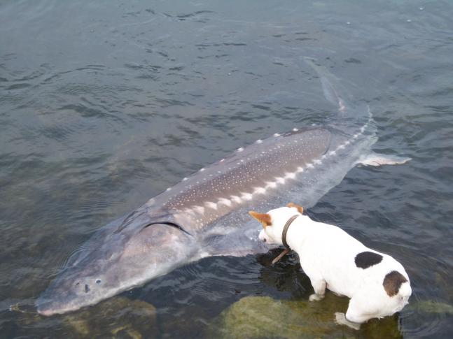 Our 16 lb dog trying to drag a 100 lb sturgeon to the bank.