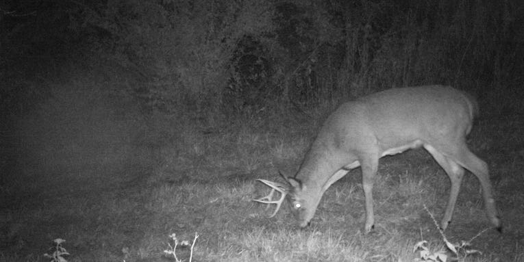 Rut Report: Acorns Are the Ticket in the Northeast Right Now