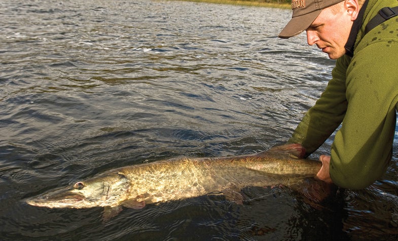 tight drags bring muskies to hand, muskie fishing, never lose another muskie,