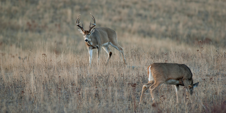 15 Deer Hunting Mistakes Guaranteed to Ruin the Rut