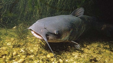 New Info on Catfish Feeding Habits