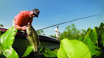 Fish Frogs Over a Lilly Pad Bed for Big Summer Bass