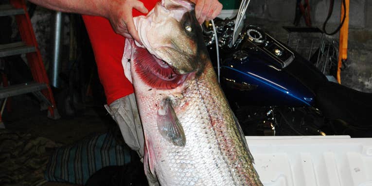 Exclusive Photos: The World Record Striped Bass
