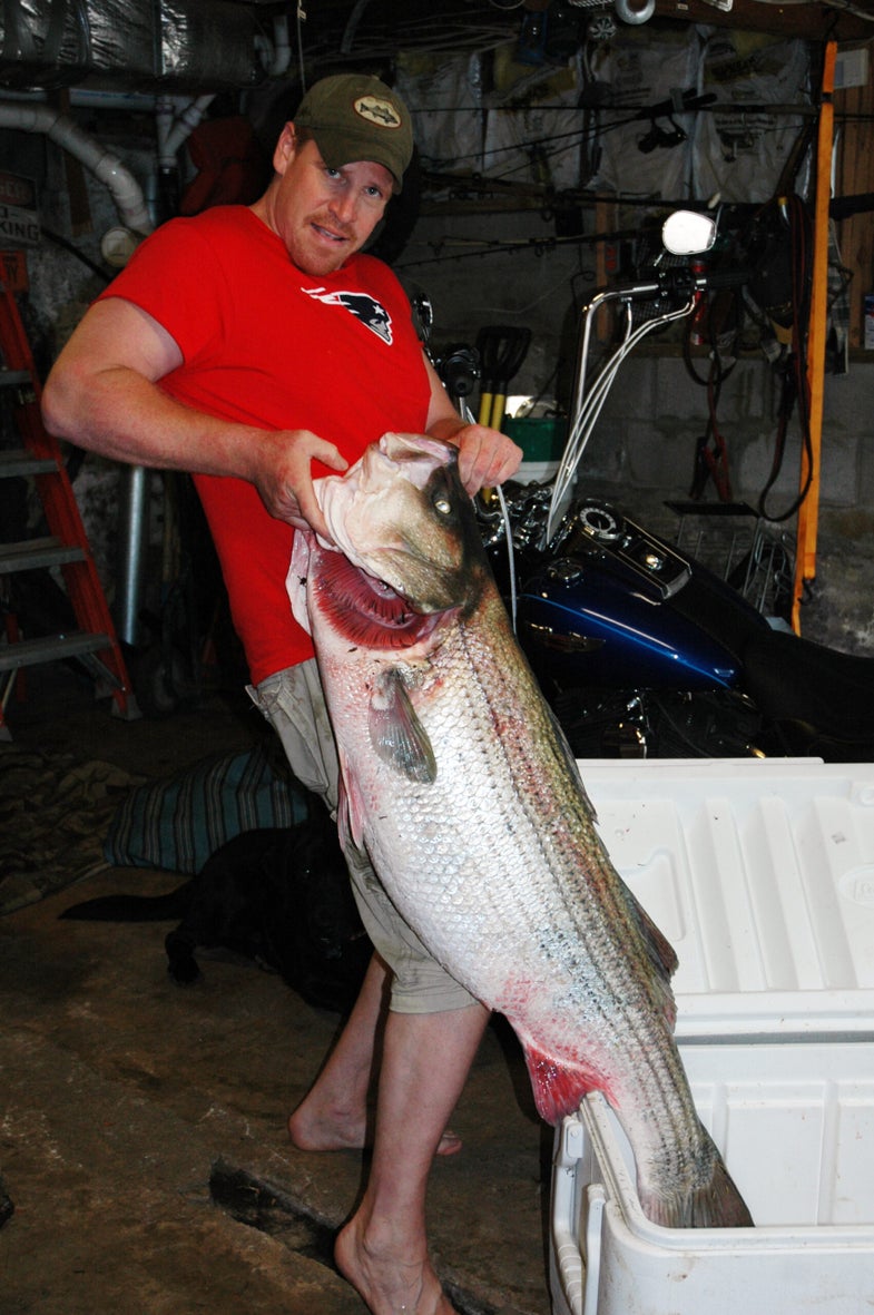 <em><strong>UPDATE: Greg Myerson's striper has since been certified by the IGFA as the all-tackle world record striped bass.</strong></em> <strong>In September of 1982, Albert McReynolds</strong> weighed a 78.8-pound striped bass at a tackle shop near Atlantic City, New Jersey. He caught the fish the night prior, standing on the wave-pounded Ventnor Avenue jetty casting a Rebel plug. The catch, which claimed the spot of all-tackle world record, immediately turned McReynolds' world upside down, earning him nationwide attention, tackle company endorsements, and lots of money. Of course, with such a catch come accusations. Though everything from lead-stuffing to finding the fish dead on the sand was rumored in an effort to disqualify the catch, it remained in place for nearly 30 years. But it may have fallen today. Though the catch has not yet been certified by the IGFA, angler Greg Myerson brought in a bass that supposedly pinned the needle of a Westbrook, CT, tackle shop scale at 81.8-pounds. Immediately Internet rumors began to fly, some claiming the catch was a hoax, but many claiming to be eye witnesses to striper-fishing history. Pictures began flooding online forums. Arguments over whether the fish was caught on an eel or live porgy buzzed on blogs. So we tracked down Myerson less than 24 hours after he boated his bass to get the real story...one which may trump McReynolds' tale and secure Myerson the most coveted saltwater all-tackle record of all time <em>– Joe Cermele</em> <strong><em>Click through this gallery for an interview with Myerson and the story of his amazing catch by Steve Hill!</em></strong>