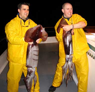 Giant Humboldt squid have been moving north