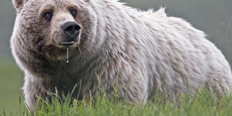 Yellowstone Grizzlies Removed From Endangered Species List