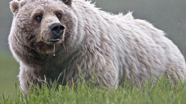 Yellowstone Grizzlies Removed From Endangered Species List