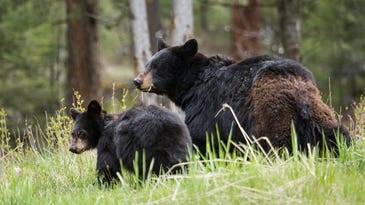 Montana’s Largest Bear-Poaching Ring Busted