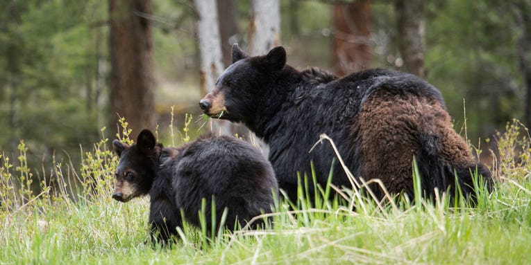 Montana’s Largest Bear-Poaching Ring Busted