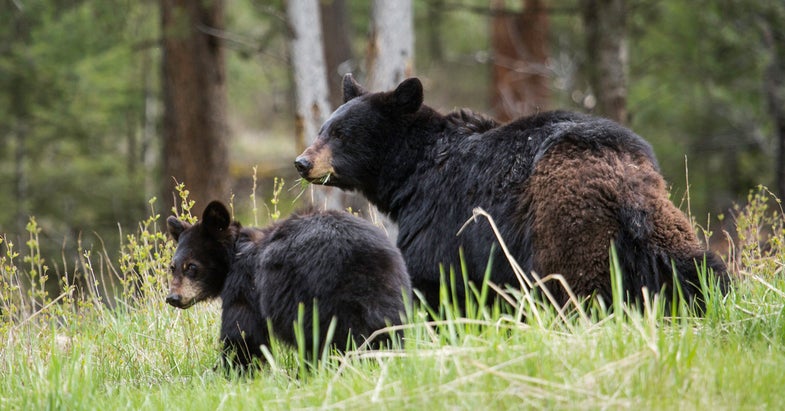 Bear Conservation photo