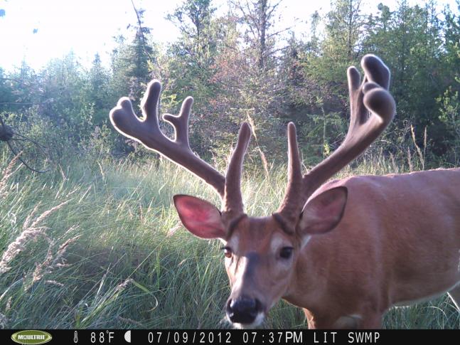 hunting in a new area n got this nice buck on film