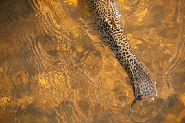Tim Romano found some gold when he photographed the tail end of this 16-inch rainbow trout after editor-at-large Kirk Deeter released it. "This wasn't a large fish, but a gorgeous specimen," says Romano, who stood to capture the image of the fish over the sunlit orange-yellow streambed. "It was especially spotted and perfectly proportional." The FlyTalk bloggers at fieldandstream.com caught more than 20 trout when they saw grasshoppers jumping near the water in April and tied on hopper patterns. "It's almost unheard of," says Deeter, who usually wouldn't try a Dave's Hopper until August or September. "Fish were snug right up against the bank, waiting for hoppers to fall and eating them like popcorn."<br />
<strong>Location:</strong> North Fork of the South Platte River, Colorado<br />
<strong>Issue:</strong> July, 2010<br />
<em>Photo by Tim Romano</em>
